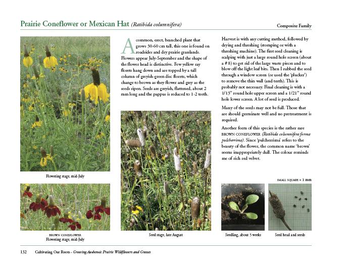 Sample page about the forb species 'Prairie Coneflower'