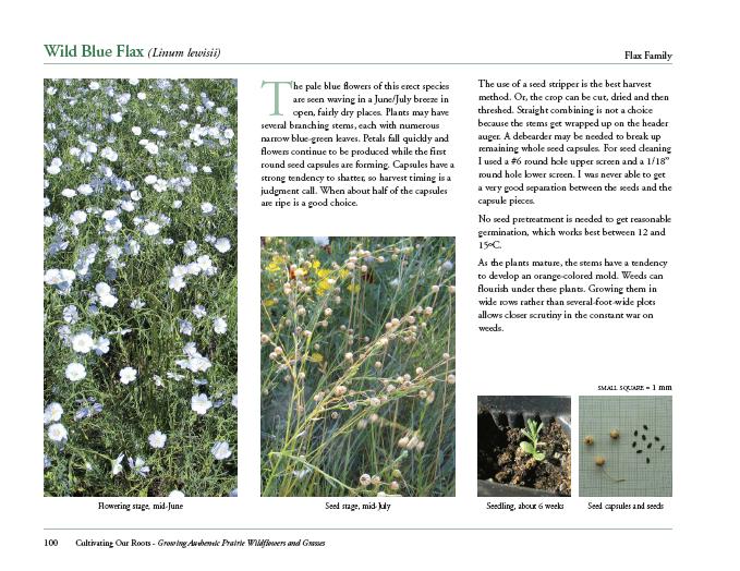 Sample page about the forb species 'Wild Blue Flax'