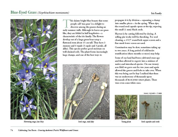 Sample page about the forb species 'Blue-Eyed Grass'