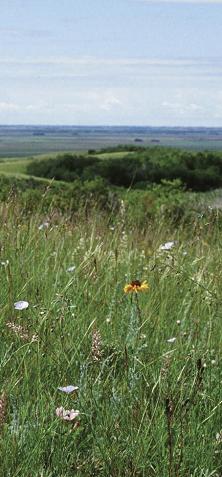 Native prairie, late June